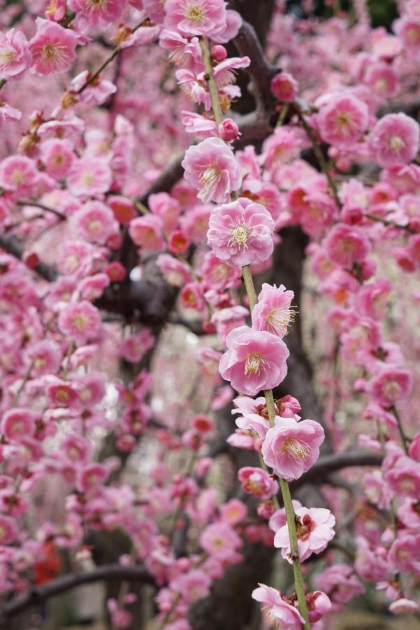 Japaning Senkyu Villa Kyoto Eksteriør bilde